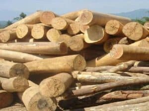 Read more about the article Mơ thấy gỗ có nghĩa gì? điểm báo lành hay dữ