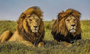 Read more about the article Nằm mơ thấy sư tử đánh số nào? Giấc mơ sư tử có ý nghĩa gì?