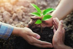 Read more about the article Giải mã giấc mơ thấy trồng cây và con số ý nghĩa liên quan
