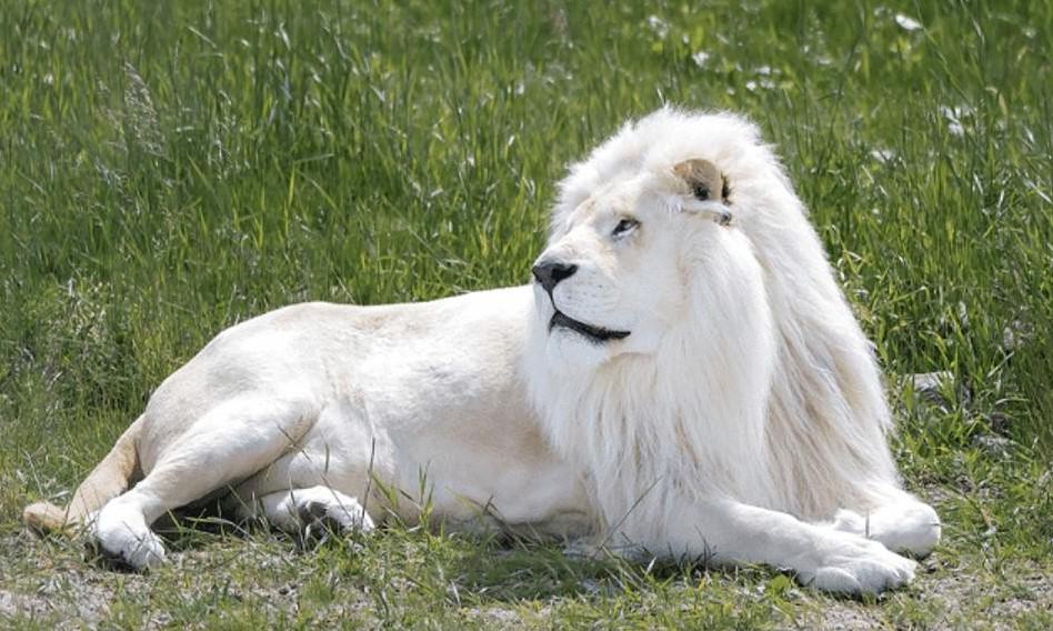 Nằm mơ thấy sư tử trắng